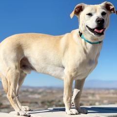 Murphy sitting on brick pathway with big smile!