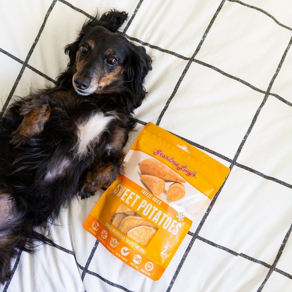 Dog laying on white and black bedspread with sweet potato treats