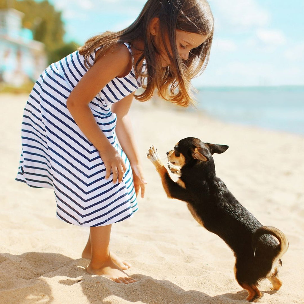 5 Ways to Keep Your Dog Safe During the Summer