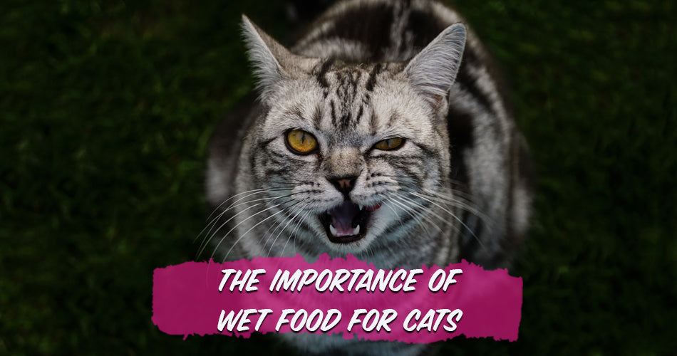 The Importance of Wet Food for Cats