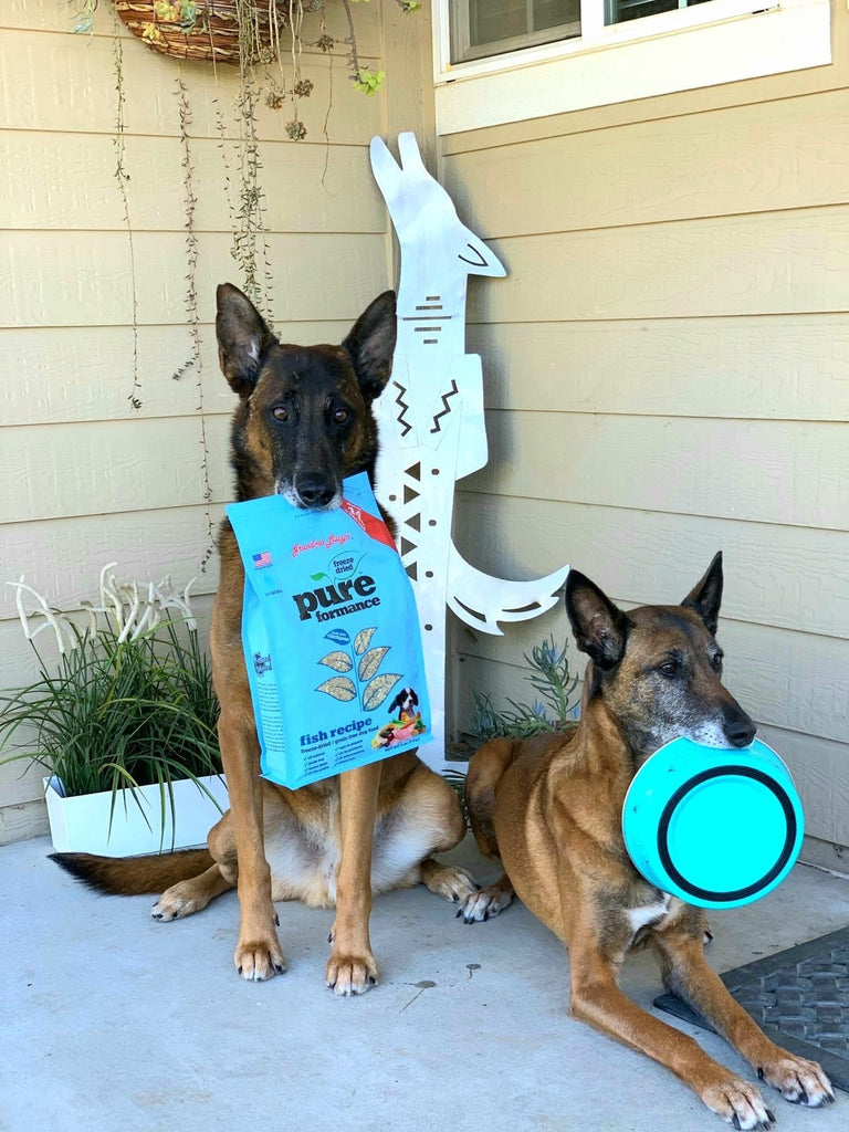 Tips From an Expert Dog Trainer - Mealtime Games