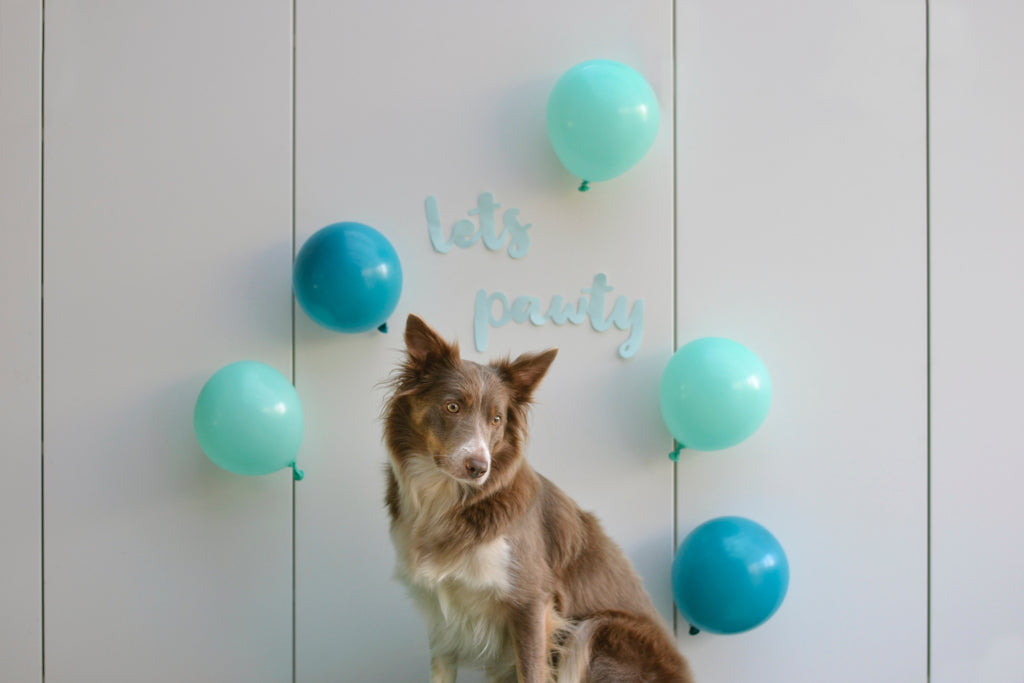 How to Throw a Dog Birthday Party!