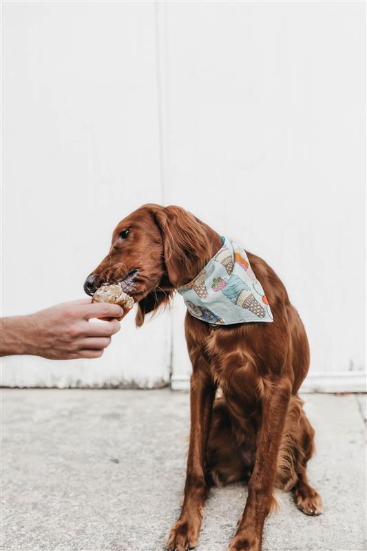 Cool Eats & Summer Treats