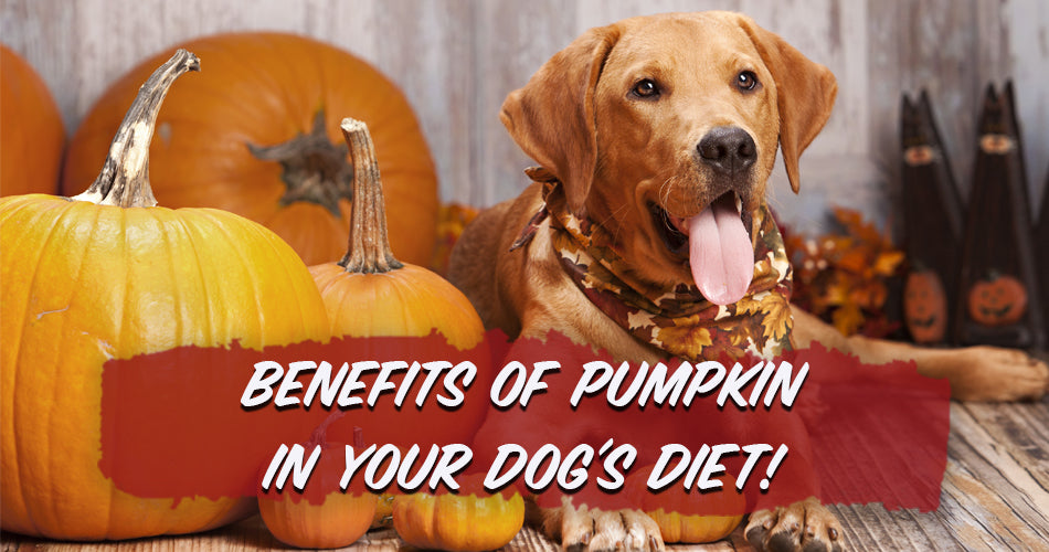 The Benefits of Pumpkin In Your Dog's Diet