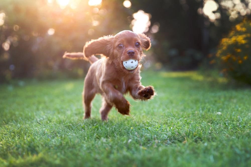 Tips For First Time Dog Owners: When To Introduce Your Puppy To The Dog Park?