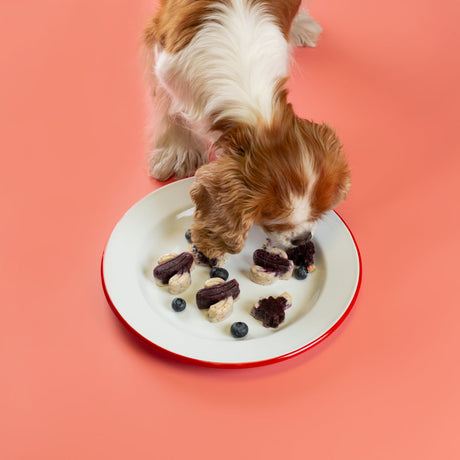 Help Your Dog Beat the Heat with Homemade Pupsicles!