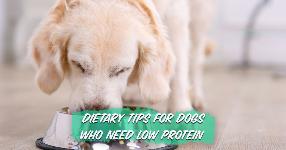 Dietary Tips For Dogs Who Need Low Protein