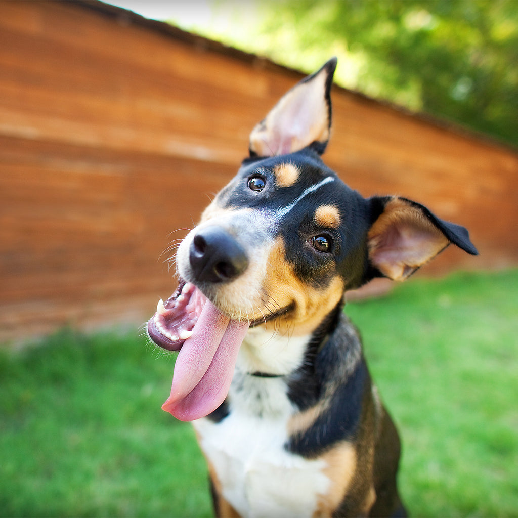 Dog with head tilt outside