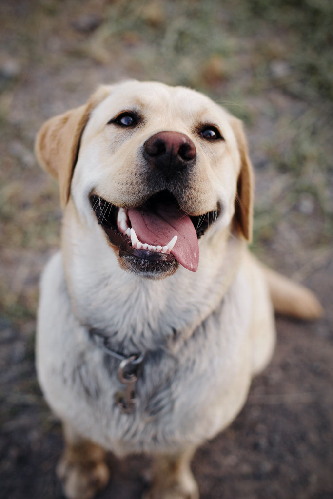 The Importance of Dental Care for Pets