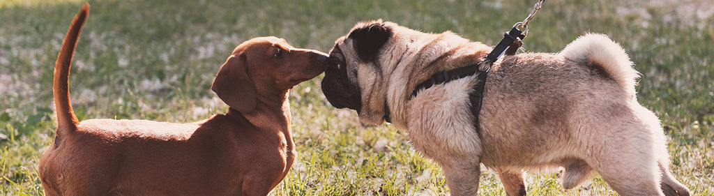 What To Do If An Off-Leash Dog Approaches Your Dog?
