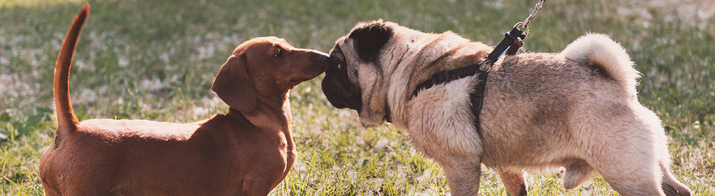 What To Do If An Off-Leash Dog Approaches Your Dog?