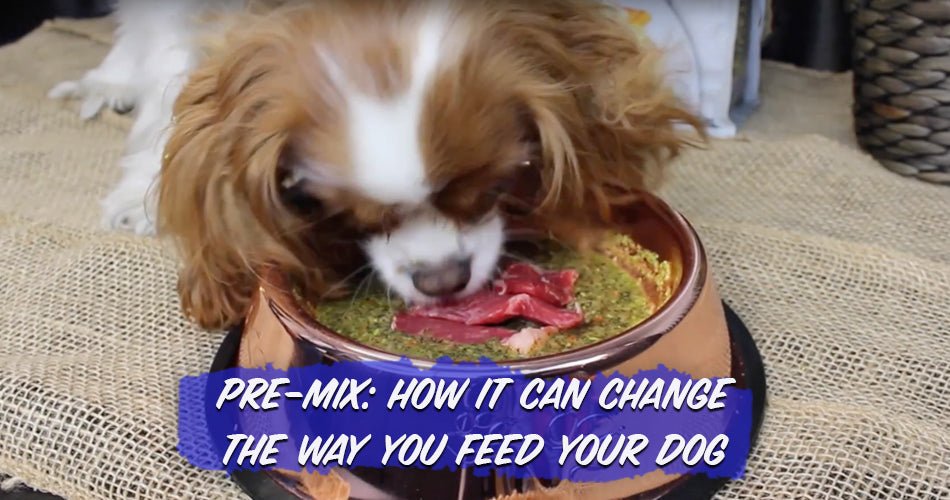 How Pre-Mix Can Change The Way You Feed Your Dog