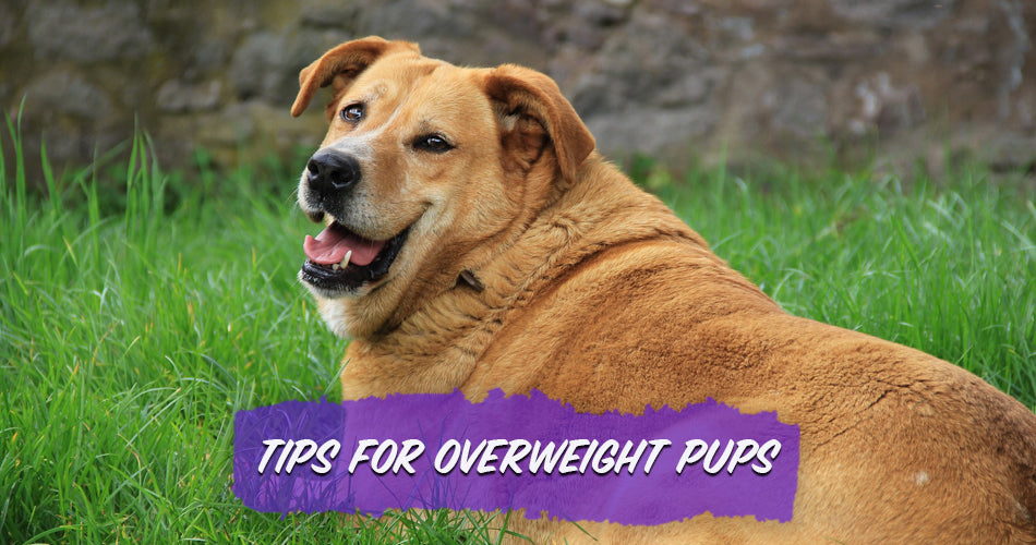 Tips for Overweight Pups