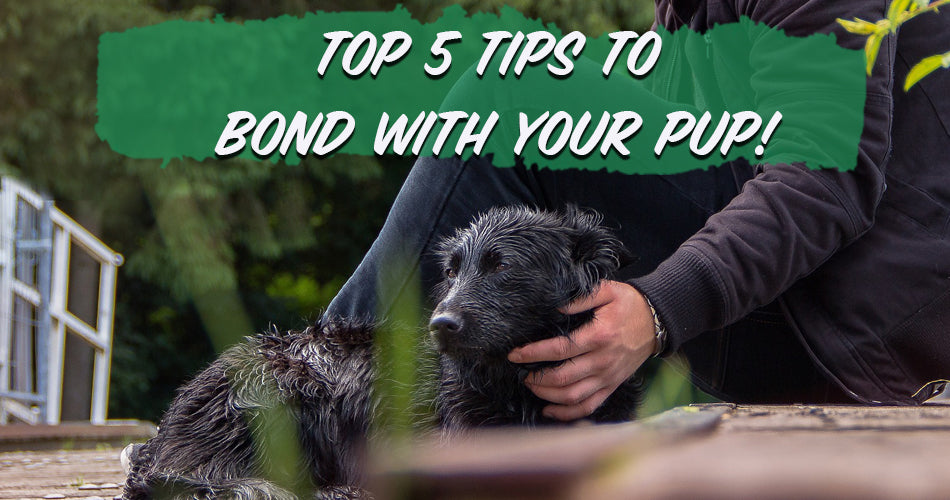 Top 5 Tips to Bond With Your Pup