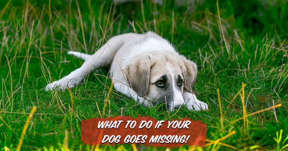 What To Do If Your Dog Goes Missing